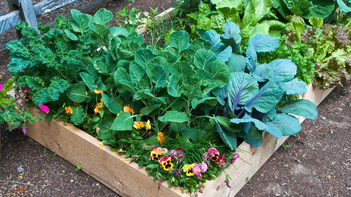 Sprievodca zmiešanou výsadbou: Vytvorte harmonickú záhradu