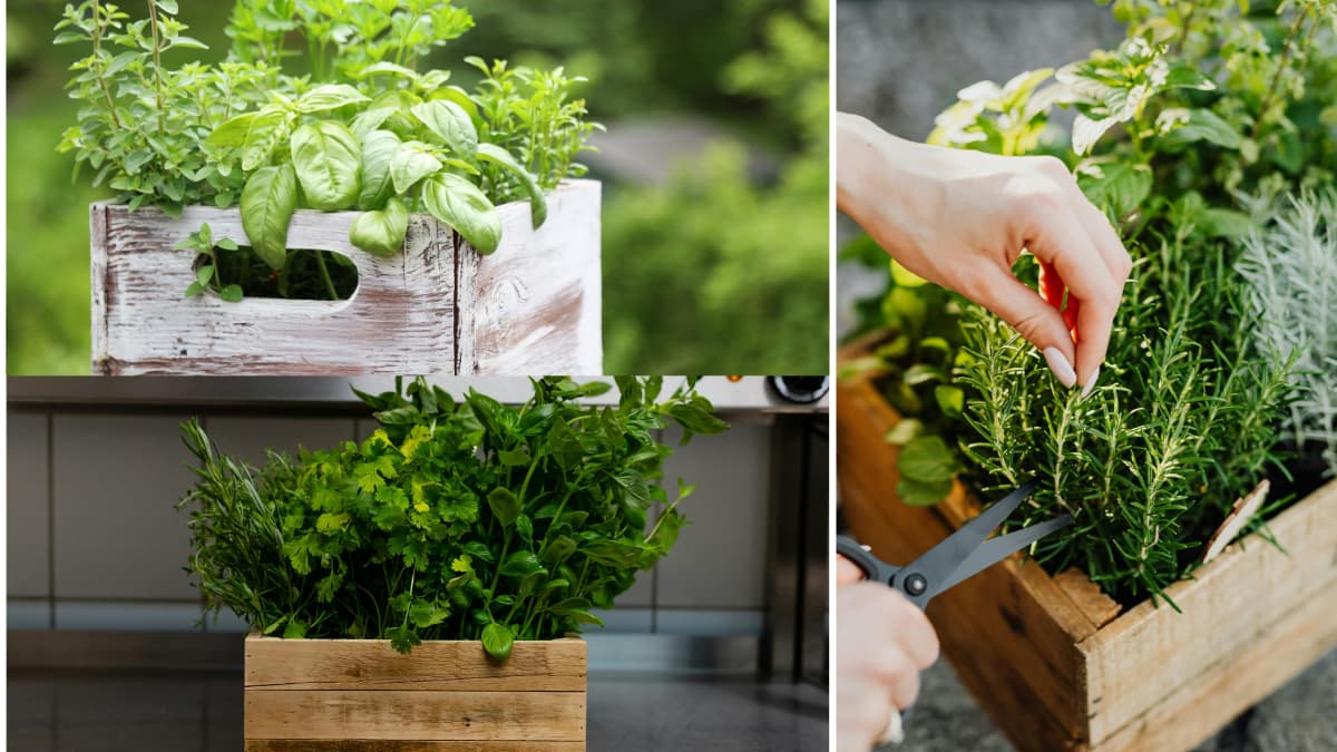 Ako pestovať bylinky v drevenom kvetináči: Kompletní sprievodca