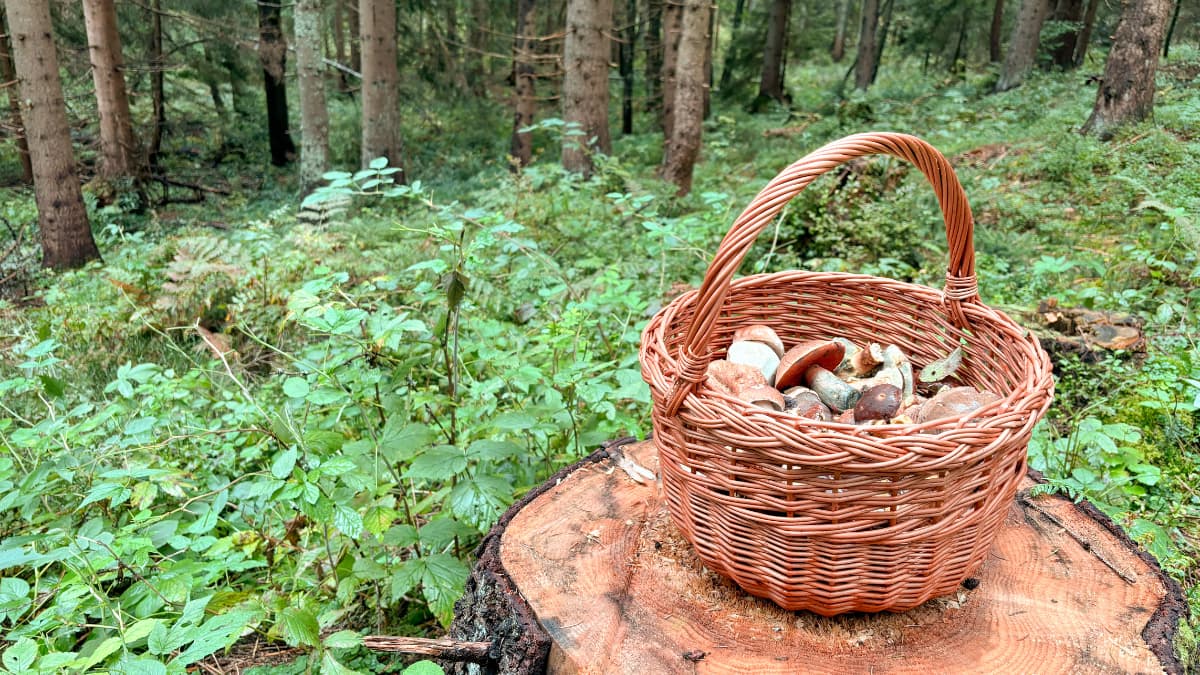 Prečo si zaobstarať prútený košík na huby - 10 dôvodov, prečo sa oplatí