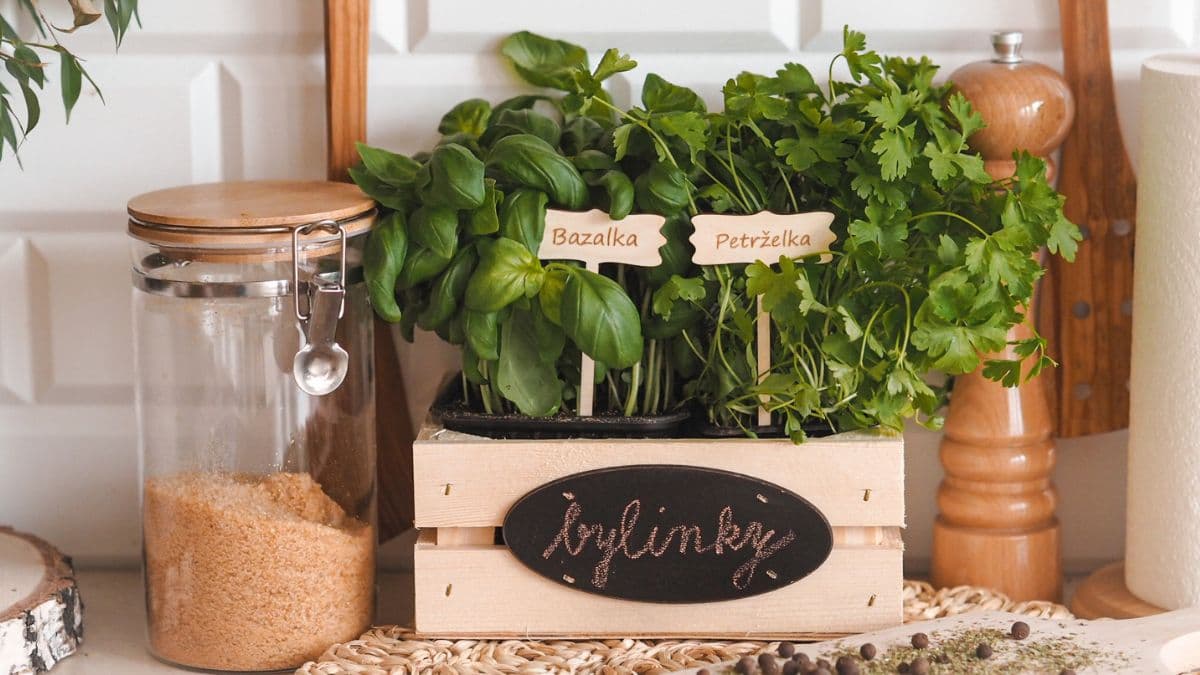Vypestujte si bylinky v byte: Jednoduchý návod pre každého