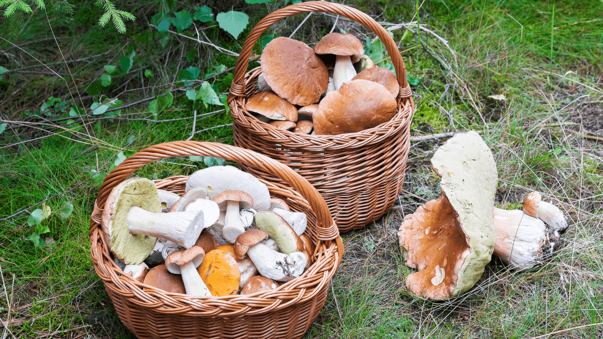 Rázcestník húb a ich využitie v kuchyni