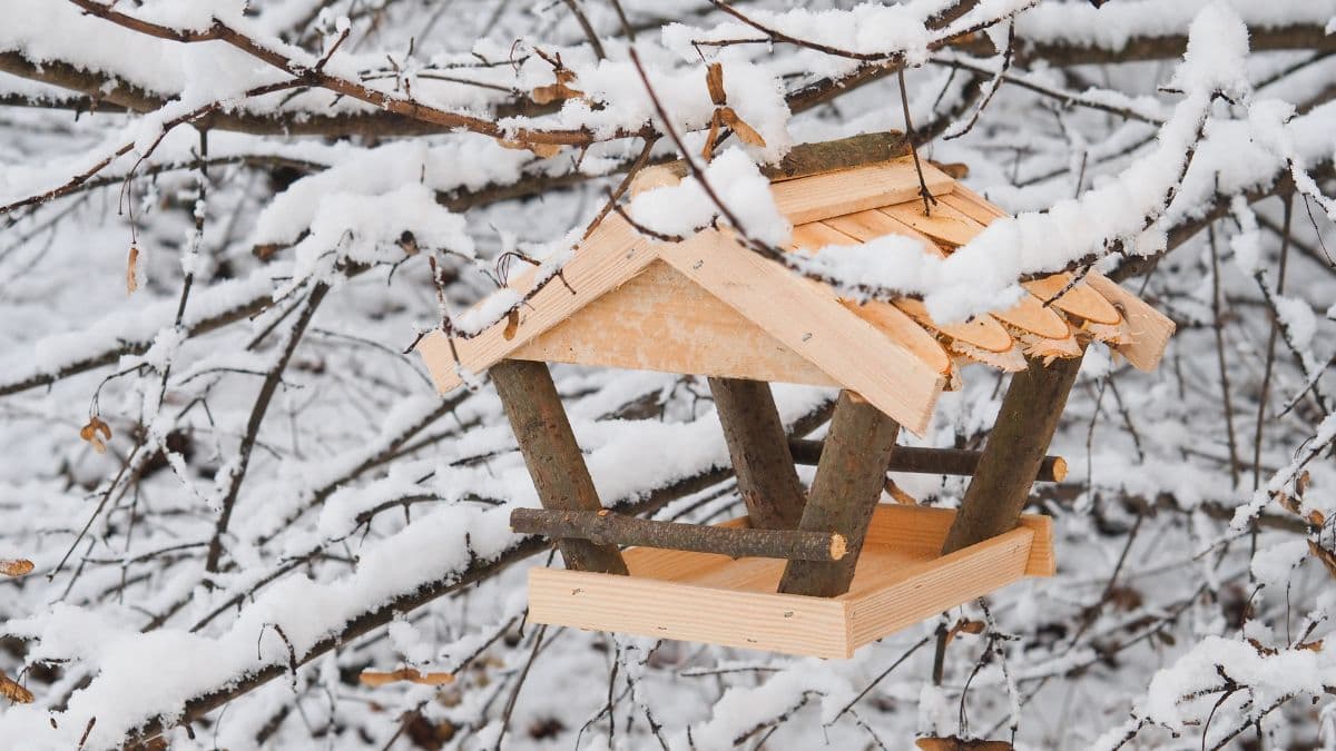Sprievodca výberom vtáčích búdok a kŕmidiel: Tipy pre záhradkárov