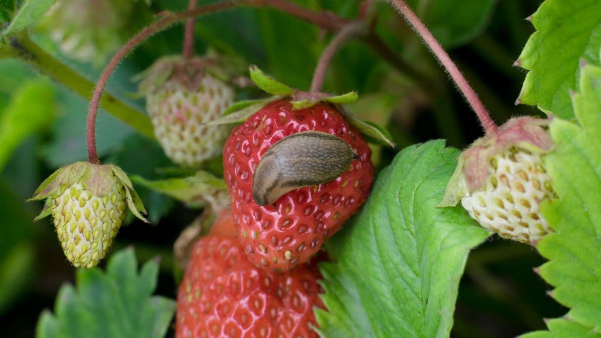 Ako na burinu a škodcov v záhonoch: Praktické rady pre záhradkárov