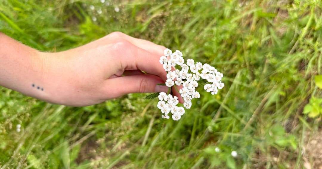 zberanie-rastlin-do-herbara