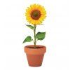 12996 1 maly kvetinac se seminky slunecnice
